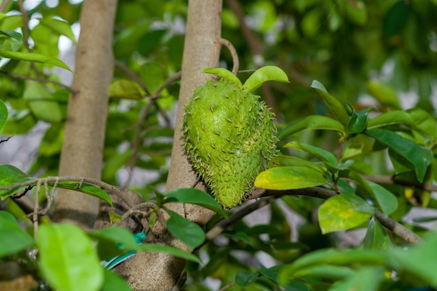 Un fértil árbol de guanábana con hojas verdes y frutos que empiezan a crecer
