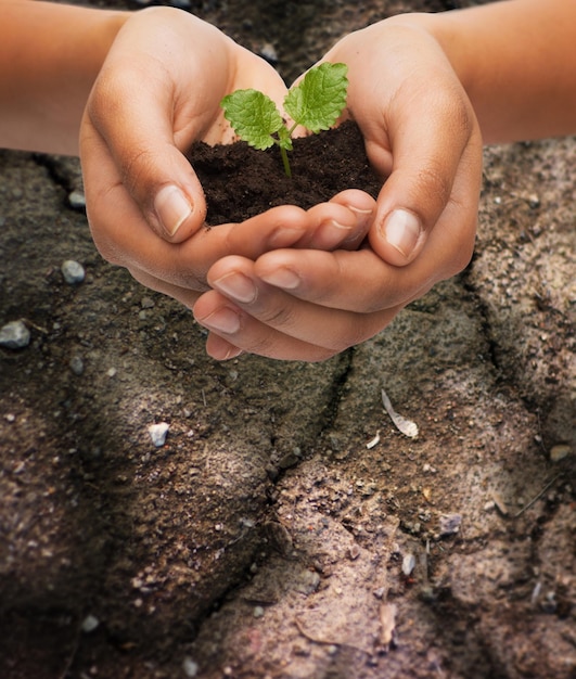 fertilidade, meio ambiente, ecologia, agricultura e conceito de natureza - closeup de mãos de mulher segurando a planta no solo sobre o fundo do solo