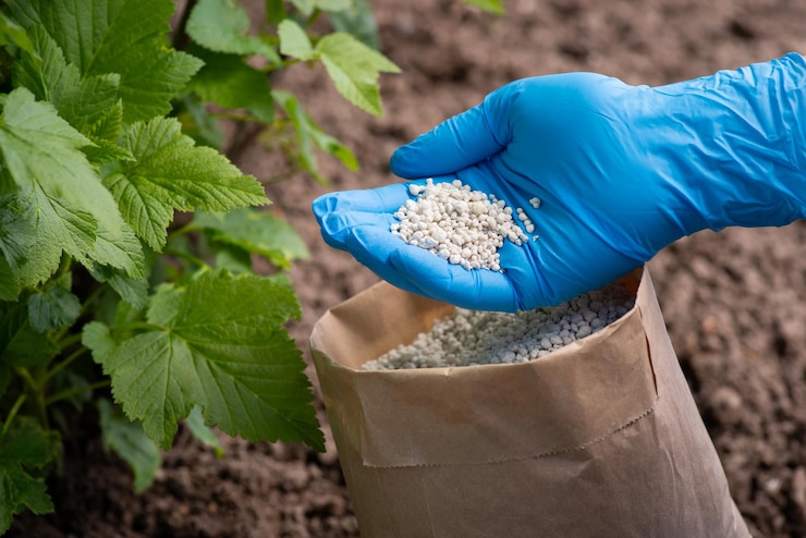 Foto fertilización de arbustos de grosella con fertilizante granulado mano a mano contiene algo de fertilizante