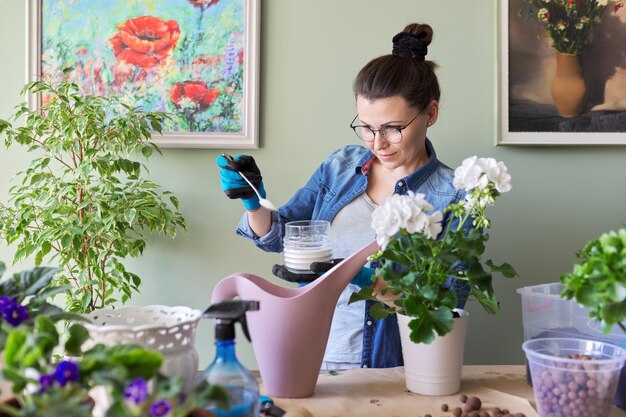 Fertilización de plantas de interior en una olla con azúcar cuidado y nutrición de plantas de interior.