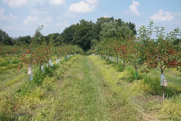 Fertilizando intentos de cereza en huerta