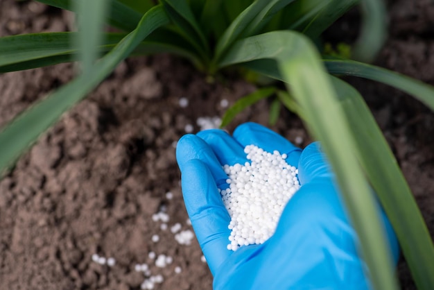 Fertilizando plantas na primavera