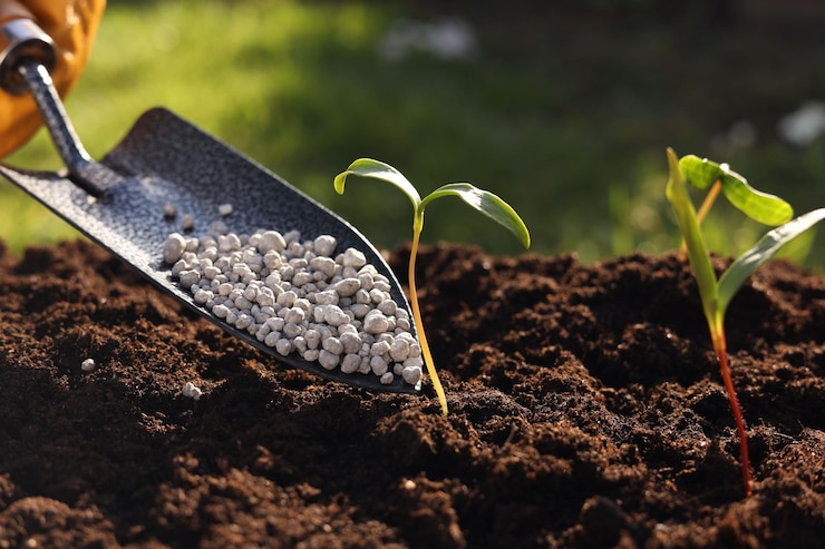 Foto fertilizando el suelo con brotes jóvenes que crecen al aire libre de cerca