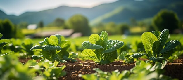 fertilizante em plantas verdes vegetais agricultura tecnologia automação agrícola