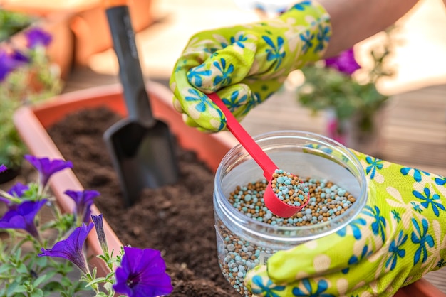 Fertilizante para flores. Primer plano de la mano de un jardinero en un guante fertilizando flores en la calle. El proceso de plantar flores en macetas en la terraza.