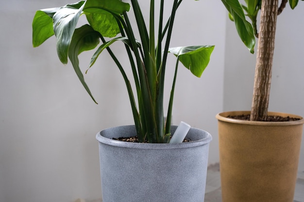 Foto fertilizante por goteo para plantas en maceta aceleración del crecimiento cuidado de plantas en el hogar se inserta una botella de líquido en el suelo en una maceta