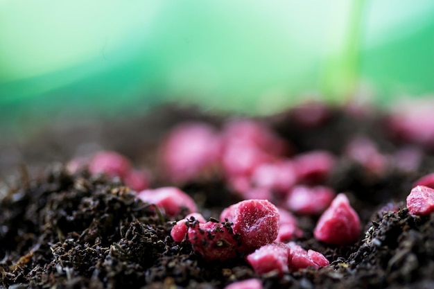 Foto fertilizante granulado de coníferas no buraco de plantio no jardim do solo