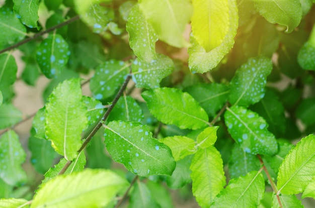 Fertilizar arboles