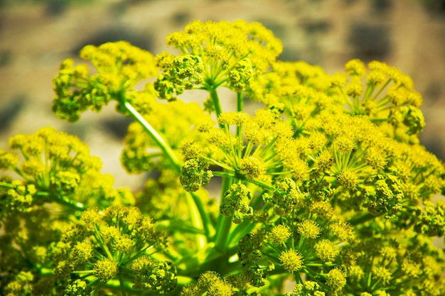 Ferula vulgaris en el desierto