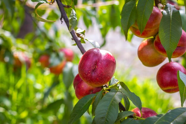 Foto fesh melocotones nectarinos maduros que crecen en la rama frutas naturales orgánicas frescas en la luz del sol fondo verde borroso