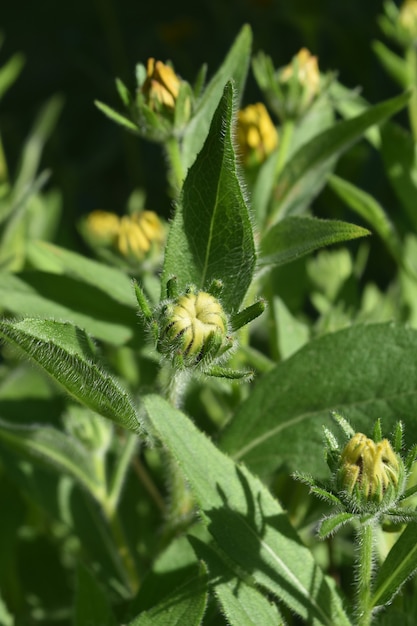 Fesselnde angehende Black Eyed Susan