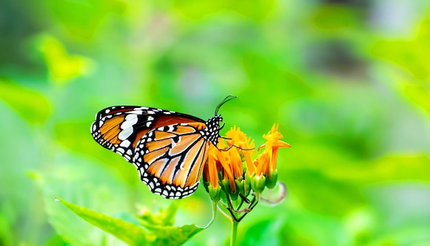 Fesselnde Momente in der Natur: Monarchfalter thront auf einer leuchtend grünen Pflanze