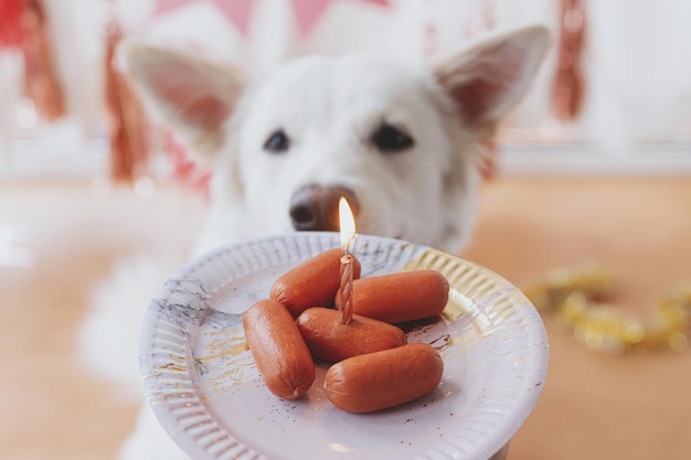 Festa de aniversário de cachorro cachorro fofo olhando bolo de salsicha de aniversário com vela no quarto com guirlanda rosa