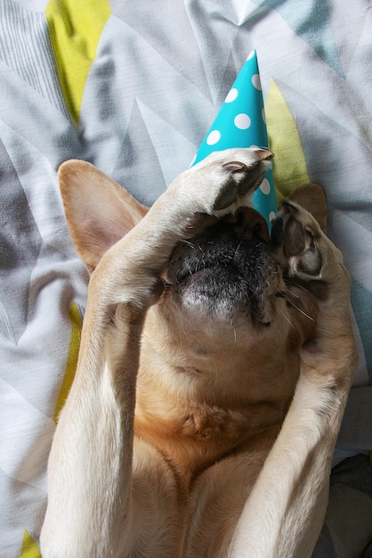 Festa de aniversário de cachorro. o cachorro está deitado na cama com um chapéu de festa.