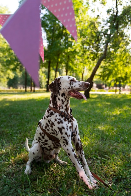 Festa de aniversário na piscina para cães