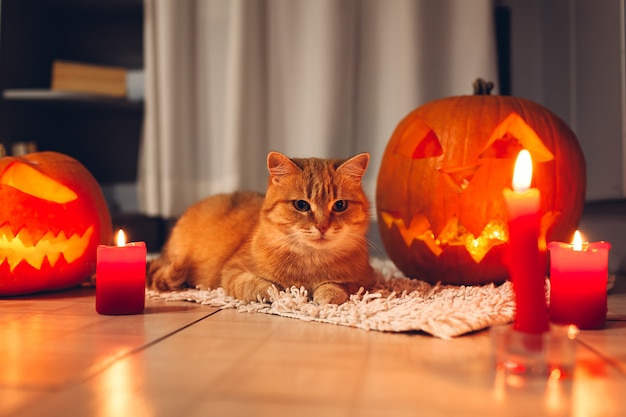 Festa de halloween. gato vermelho que senta-se por abóboras cinzeladas na cozinha. jack-o-lanterna.