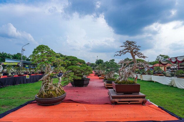 Festival del árbol bonsai celebrado en el parque de la ciudad