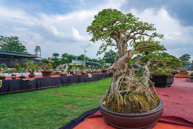 Festival del árbol bonsai celebrado en el parque de la ciudad