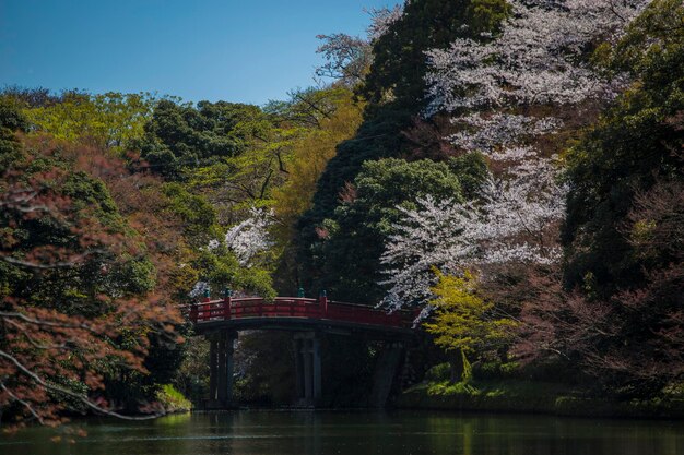 Festival de los cerezos en flor en Japón