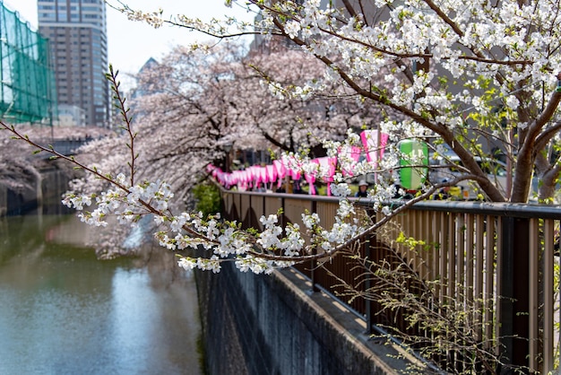 Festival da flor de cerejeira de Meguro Sakura Flor de cerejeira em plena floração na primavera no rio Meguro