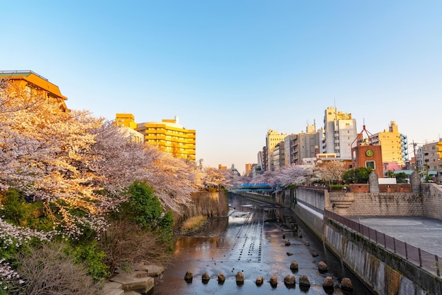 Festival da flor de cerejeira de Meguro Sakura Flor de cerejeira em plena floração na primavera no rio Meguro