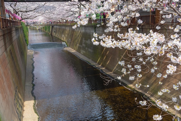 Festival da flor de cerejeira de Meguro Sakura Flor de cerejeira em plena floração na primavera no rio Meguro
