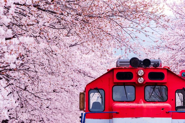 Festival de la flor de cerezo en la estación de tren de Gyeonghwa