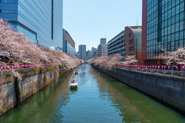 Festival de la flor de cerezo de Meguro Sakura Flor de cerezo en plena floración en la temporada de primavera en el río Meguro