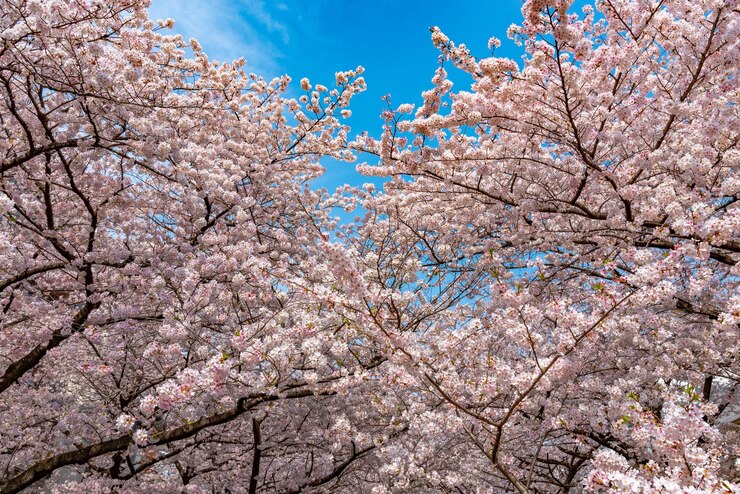 Festival de la flor de cerezo de Meguro Sakura Flor de cerezo en plena floración en la temporada de primavera en el río Meguro