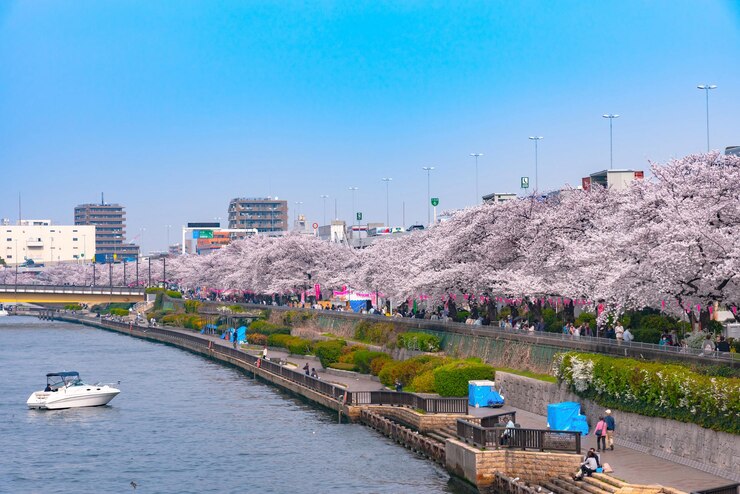 Festival de la flor de cerezo del Parque Sumida de Asakusa En primavera Río Sumida