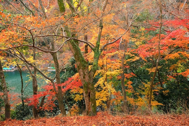 Festival de hojas de árboles coloridos en japón