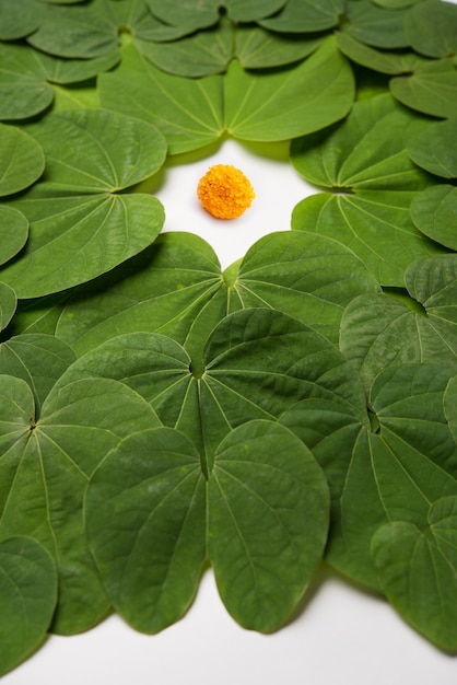 Festival indio Dussehra, simbólico Golden o Piliostigma leaf o Bauhinia racemosa también conocido como Apta patti, dispuestos en patrón circular sobre fondo blanco.