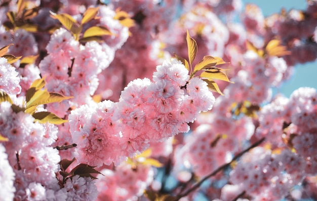festival de sakura flor de cerezo sacura cerezo vancouver festival de flor de cerezo festival de sakura j