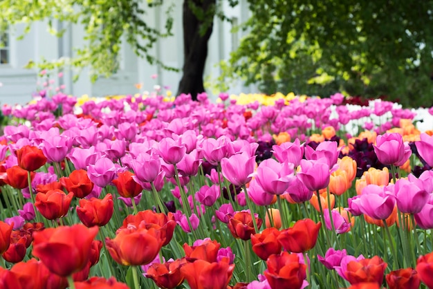 Festival del tulipán en el parque de la primavera en la isla de Elagin, San Petersburgo.