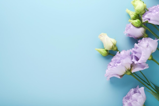 Festliche Blumenkomposition violette Farbe auf hellblauem Hintergrund Blumenrahmen Ansicht von oben Ansicht von oben mit Kopierbereich