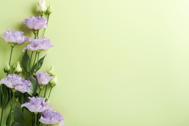 Festliche Blumenkomposition violette Farbe auf hellgrünem Hintergrund Blumenrahmen Ansicht von oben Draufsicht mit Kopierbereich