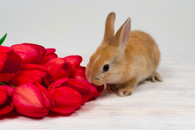 Festlicher Osterhintergrund Helle Tulpen und Papierfiguren von Kaninchen