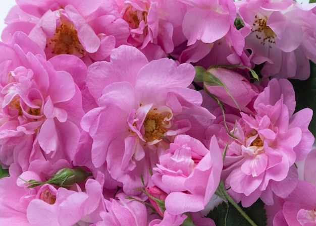 Festlicher Pastellhintergrund mit rosa RosenPostkarte