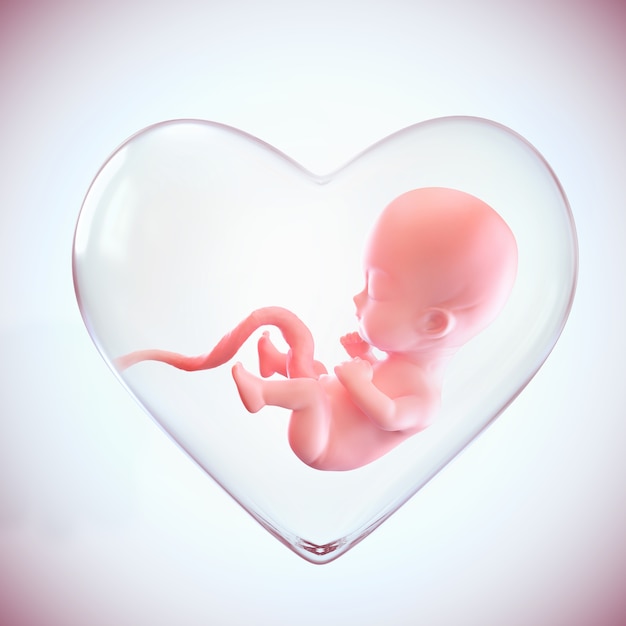 Foto feto dentro de la forma del corazón del útero