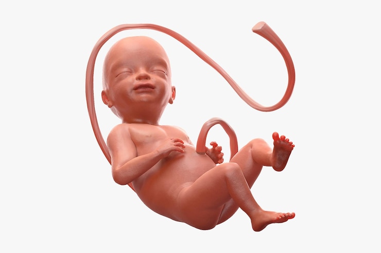 Foto feto humano em 24 semanas renderização 3d