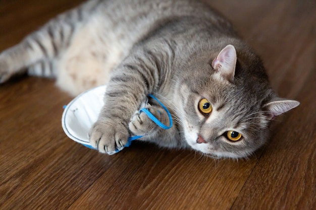 Fette britische Katze liegt auf dem Boden und spielt mit medizinischer Schutzmaske