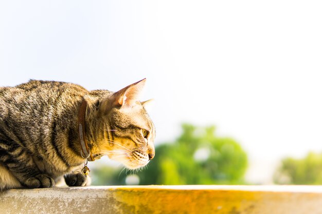 Fette Katze, die am Sonntag sitzt