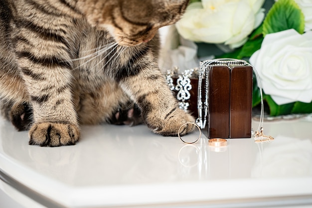 Fette Katze spielt mit Eheringen und Accessoires auf dem Tisch