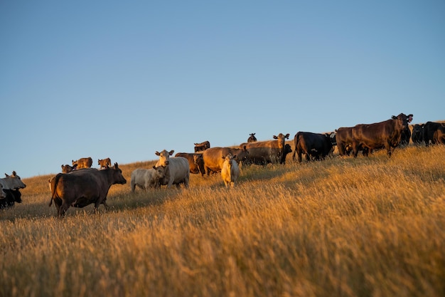 Fette Rindkühe weiden auf einheimischem Gras auf einem Feld auf einer Farm, die regenerative Landwirtschaft in Australien praktiziert Hereford Rinder auf Weide Vieh Kühe auf einem Feld bei Sonnenuntergang mit goldenem Licht