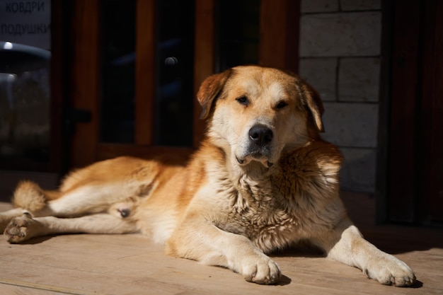 Fetter fauler streunender Hund, der sich auf Sonnenstrahlen erwärmt