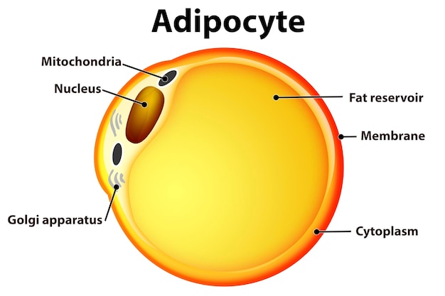 Fettzellen aus weißem Fettgewebe