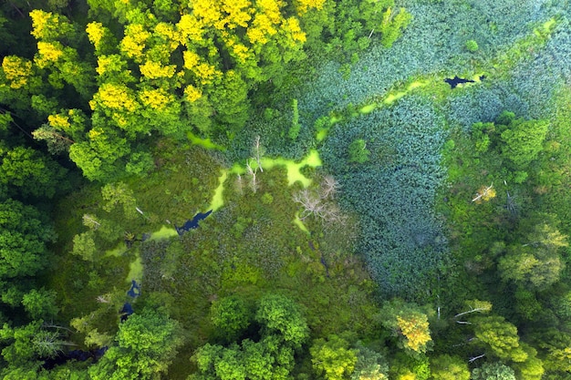 Feuchtgebiete im Sommerwald. Blick aus der Drohne.