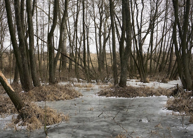 Feuchtgebiete mit wachsenden Bäumen im Wasser