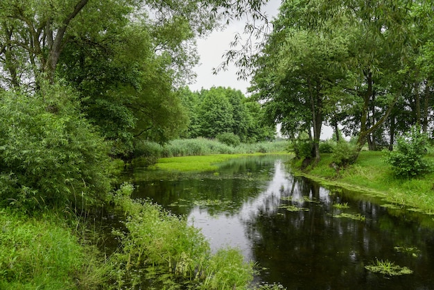 Feuchtgebietslandschaft im Wald in Weißrussland.