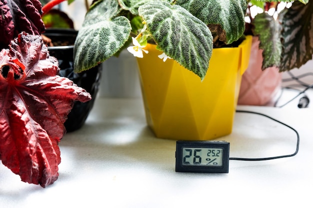 Feuchtigkeits- und Temperatursensor für die richtige Pflege von Pflanzen zu Hause Begonie dekorativ laubabwerfend im Inneren des Hauses Hobbys im Anbau Pflanzenpflege im Grünen Hausgärtnern zu Hause
